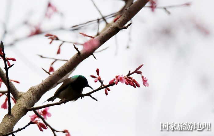 图6：3月1日早晨，在广西柳州市融安县东起乡铜板屯，一只小鸟飞落在花丛中觅食栖息。（谭凯兴 摄）