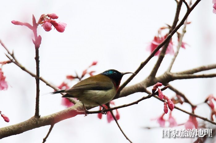 图8：3月1日早晨，在广西柳州市融安县东起乡铜板屯，一只小鸟飞落在花丛中觅食栖息。（谭凯兴 摄）