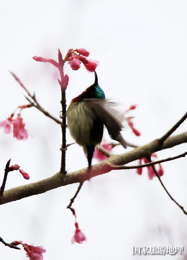 图12：3月1日早晨，在广西柳州市融安县东起乡铜板屯，一只小鸟飞落在花丛中觅食栖息。（谭凯兴 摄）