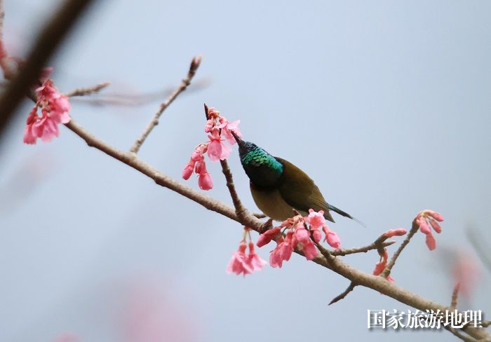 图13：3月1日早晨，在广西柳州市融安县东起乡铜板屯，一只小鸟飞落在花丛中觅食栖息。（谭凯兴 摄）