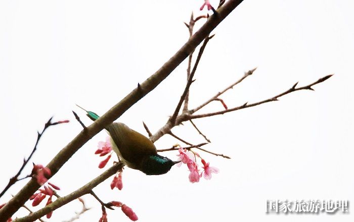 图15：3月1日早晨，在广西柳州市融安县东起乡铜板屯，一只小鸟飞落在花丛中觅食栖息。（谭凯兴 摄）