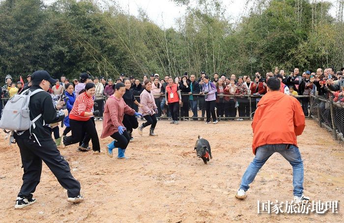 图3：3月13日，在广西柳州市融安县大将镇二月初四传统会期上，人们在参加“抢金猪”民俗活动。（谭凯兴 摄）