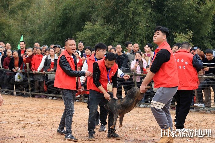 图8：3月13日，在广西柳州市融安县大将镇二月初四传统会期上，人们在参加“抢金猪”民俗活动。（谭凯兴 摄）
