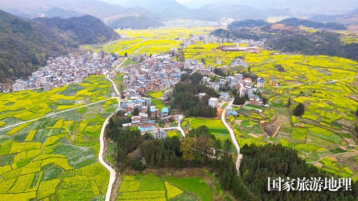 2024年3月9日，贵州省从江县洛香镇上皮林村，油菜花盛开，春意盎然。  (10)