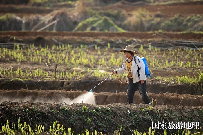 图4：3月19日，在柳州市融安县潭头乡新林村，农民在甘蔗地喷药。（谭凯兴 摄）