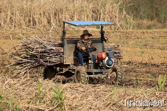 图6：3月19日，在柳州市融安县潭头乡黄坡屯，农民驾驶拖拉机运送甘蔗。（谭凯兴 摄）
