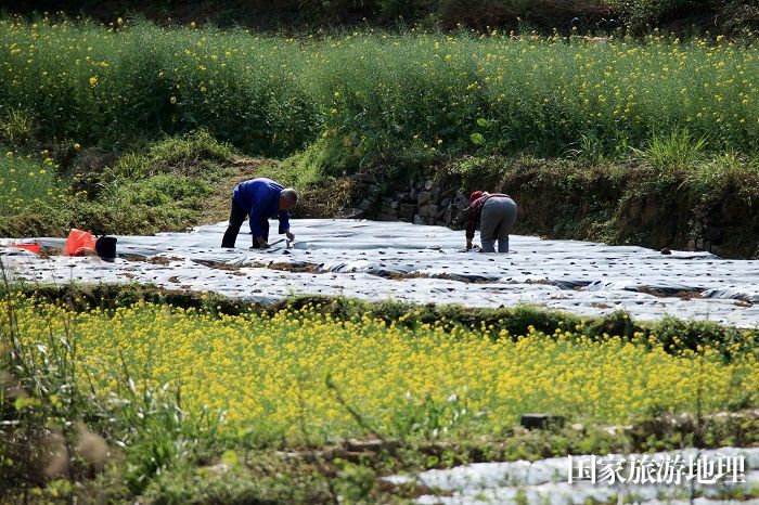 图9：3月19日，在广西柳州市融安县浮石镇泉头村，农民在田间种植农作物。（谭凯兴 摄）