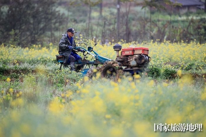 图11：3月18日，在广西柳州市融安县沙子乡三睦村，农民驾驶拖拉机耙田。（谭凯兴 摄）