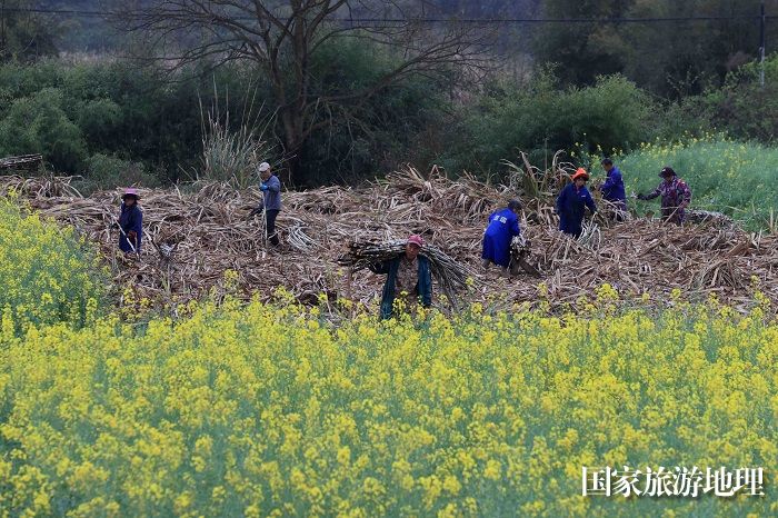 图15：3月18日，在广西柳州市融安县沙子乡沙子村，农民在田间收甘蔗。（谭凯兴 摄）