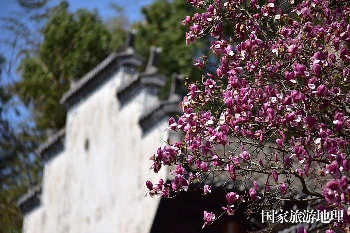 2024年3月21日，江西婺源县篁岭风景区盛开的玉兰花与徽派建筑相映成景。廖祖平摄