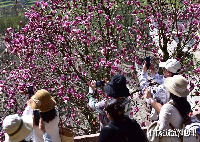 2024年3月21日，游人在江西婺源县篁岭风景区拍摄盛开的玉兰花。廖祖平摄