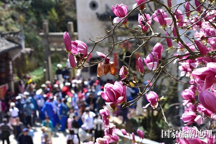 2024年3月21日，游人在江西婺源县篁岭风景区盛开的玉兰花间踏春赏花。 廖祖平摄