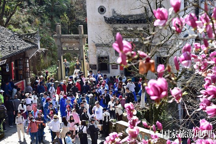 2024年3月21日，游人在江西婺源县篁岭风景区盛开的玉兰花间踏春赏花。廖祖平 摄