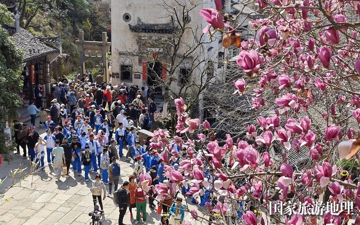 2024年3月21日，游人在江西婺源县篁岭风景区盛开的玉兰花间踏春赏花。廖祖平摄