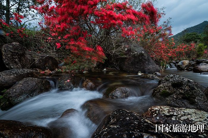 3月31日，拍摄于崇义县思顺乡溪水中的映山红。