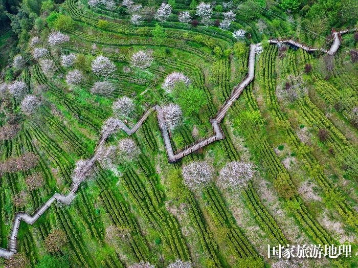 4月1日，拍摄于崇义县乐洞乡的生态茶园（无人机照片）。