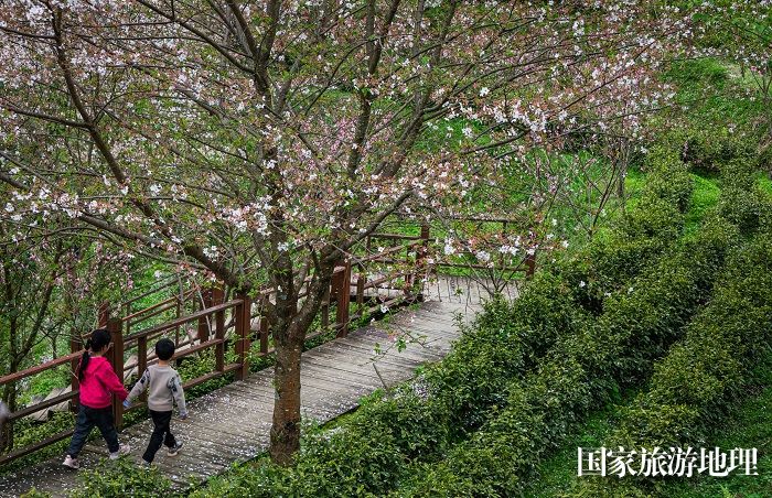 4月1日，拍摄于崇义县乐洞乡孩子在游生态茶园。