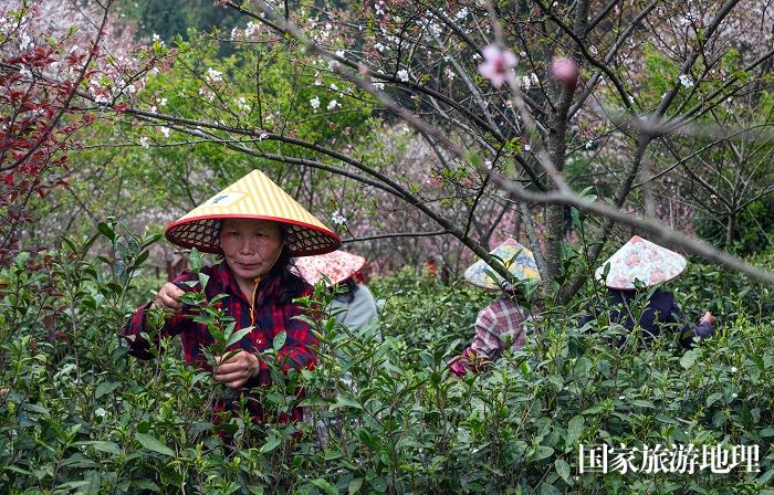 4月1日，拍摄于崇义县乐洞乡生态茶园的采茶工。