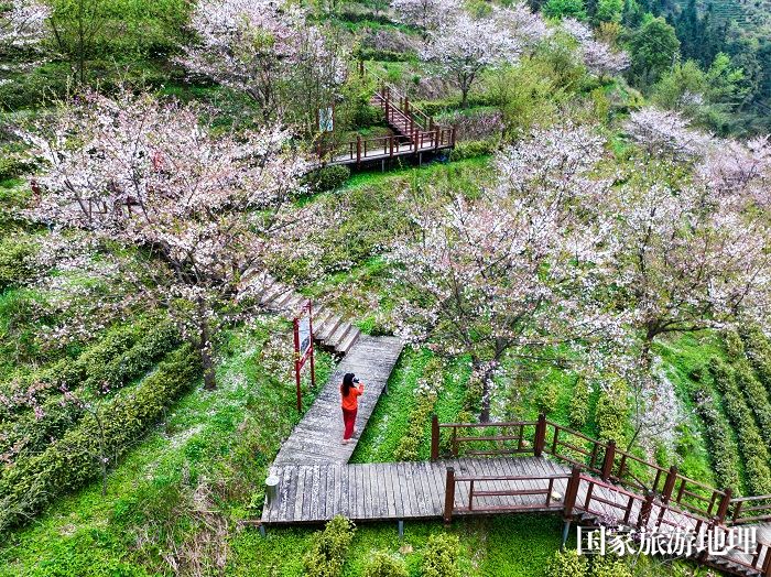 4月1日，拍摄于崇义县乐洞乡生态茶园的情景（无人机图）。