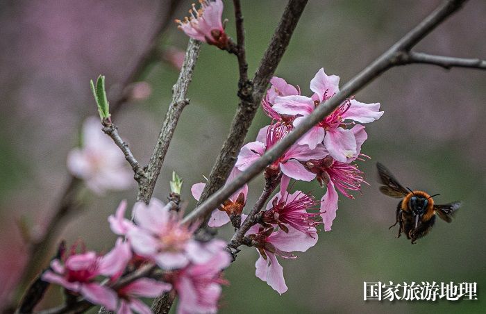 4月1日，拍摄于崇义县乐洞乡生态茶园的桃花。