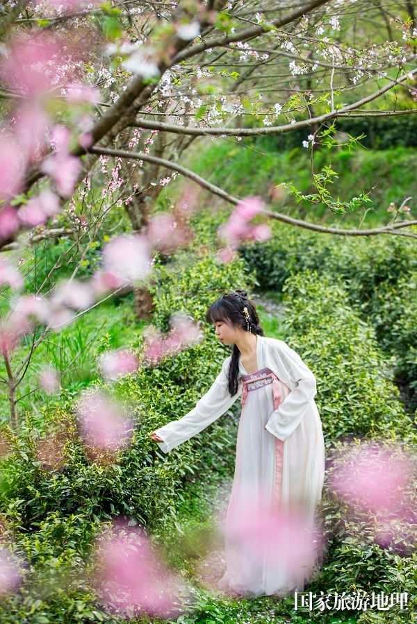 4月1日，拍摄于崇义县乐洞乡生态茶园中，游人在赏花。