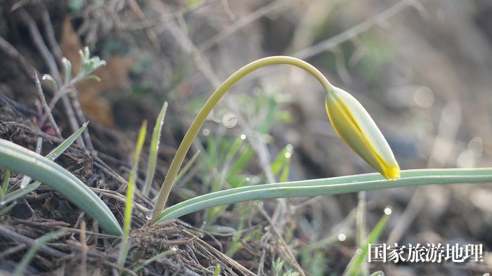昨夜的一场春雨过后，位于阿勒泰地区境内的阿尔泰山的野生郁金香含苞待放 (3)