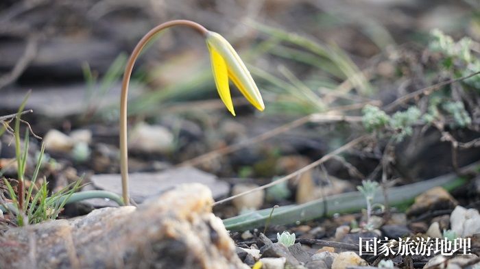 昨夜的一场春雨过后，位于阿勒泰地区境内的阿尔泰山的野生郁金香含苞待放 (4)