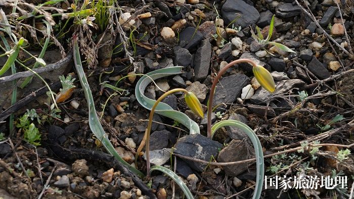 昨夜的一场春雨过后，位于阿勒泰地区境内的阿尔泰山的野生郁金香含苞待放 (8)