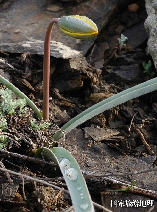昨夜的一场春雨过后，位于阿勒泰地区境内的阿尔泰山的野生郁金香含苞待放 (9)