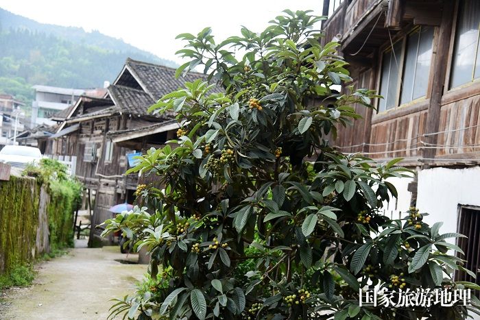 2024年4月12日，贵州省从江县西山镇陡寨村庭院枇杷树扮靓乡村庭院。