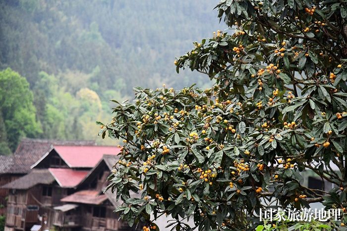 2024年4月12日，贵州省从江县西山镇陡寨村庭院枇杷与农户交相辉映。