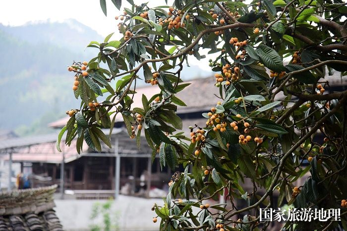 2024年4月12日，贵州省从江县西山镇陡寨村寨边枇杷树结满果实，犹如小灯笼。
