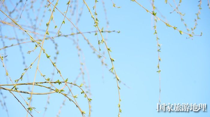 谷雨时节的新疆阿勒泰处处透露着春天的轻盈、简约、明快与润泽。 (5)