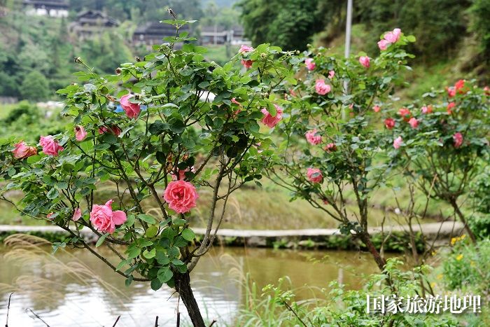 2024年4月18日，贵州省从江县西山镇陡寨村三角梅朵朵迎春盛开。