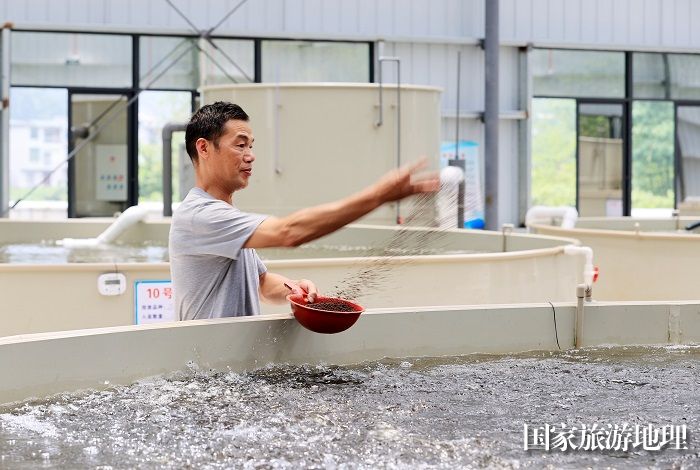圖1：5月27日，在廣西柳州市融安縣大良鎮(zhèn)山口村廣西沃稻農業(yè)科技有限公司，工作人員在陸基圓池養(yǎng)殖基地喂魚。（譚凱興 攝）