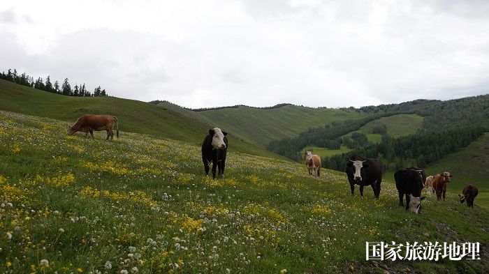 夏日的新疆阿勒泰地区哈巴河县铁热克提乡白哈巴村高山牧场壮美迤逦，牛羊悠闲地在绿草如茵的山坡上惬意漫步觅食。 (2)