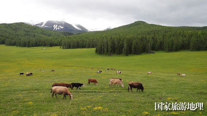 夏日的新疆阿勒泰地区哈巴河县铁热克提乡白哈巴村高山牧场壮美迤逦，牛羊悠闲地在绿草如茵的山坡上惬意漫步觅食。 (3)