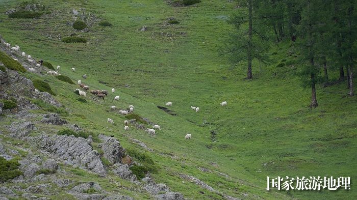 夏日的新疆阿勒泰地区哈巴河县铁热克提乡白哈巴村高山牧场壮美迤逦，牛羊悠闲地在绿草如茵的山坡上惬意漫步觅食。 (4)
