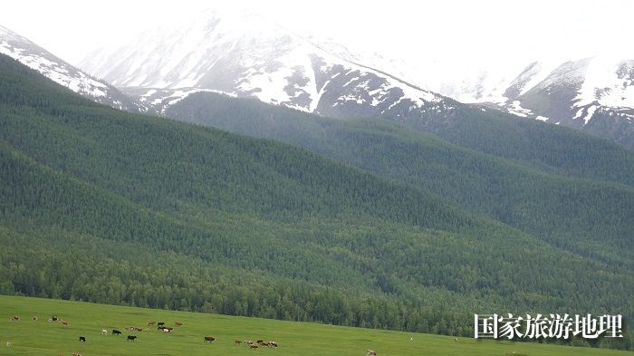 夏日的新疆阿勒泰地区哈巴河县铁热克提乡白哈巴村高山牧场壮美迤逦，牛羊悠闲地在绿草如茵的山坡上惬意漫步觅食。 (5)