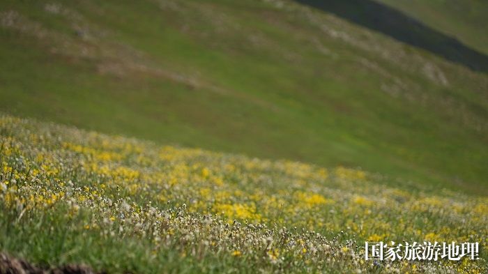 6月初，新疆阿勒泰地区哈巴河县铁热克提乡白哈巴村高山夏牧场成为竞相绽放的花海。 (4)