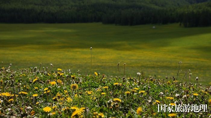 6月初，新疆阿勒泰地区哈巴河县铁热克提乡白哈巴村高山夏牧场成为竞相绽放的花海。 (5)