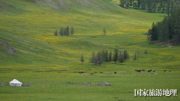 6月初，新疆阿勒泰地区哈巴河县铁热克提乡白哈巴村高山夏牧场成为竞相绽放的花海。 (6)