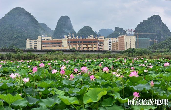 广西贺州市黄金珠宝产业园前荷花盛开的荷塘。廖祖平摄