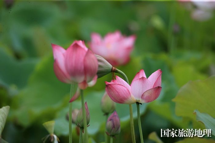 图6：7月19日，在广西柳州市融安县浮石镇泉头村拍摄的荷花。（谭凯兴 摄）