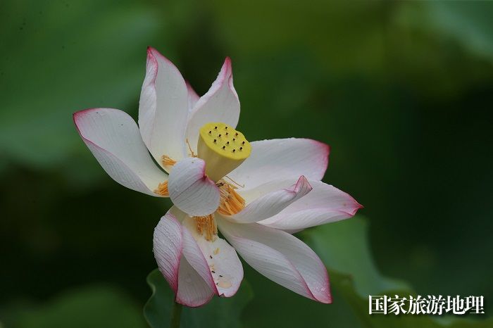 图7：7月19日，在广西柳州市融安县浮石镇泉头村拍摄的荷花。（谭凯兴 摄）